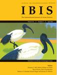 IBIS《鹮》