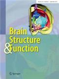 Brain Structure & Function《脑结构与功能》